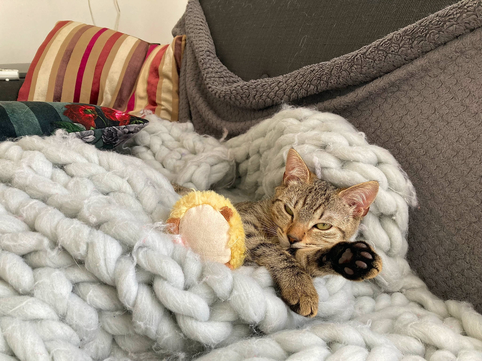 Asuna a rejoint le concours — aidez-le/la à gagner de superbes lots ! bedding, carnivore, cat, comfort, couch, domestic_short_haired_cat, felidae, fur, grey, linens, mammal, paw, small_to_medium_sized_cats, tail, textile, throw_pillow, vertebrate, whiskers, wood, wool