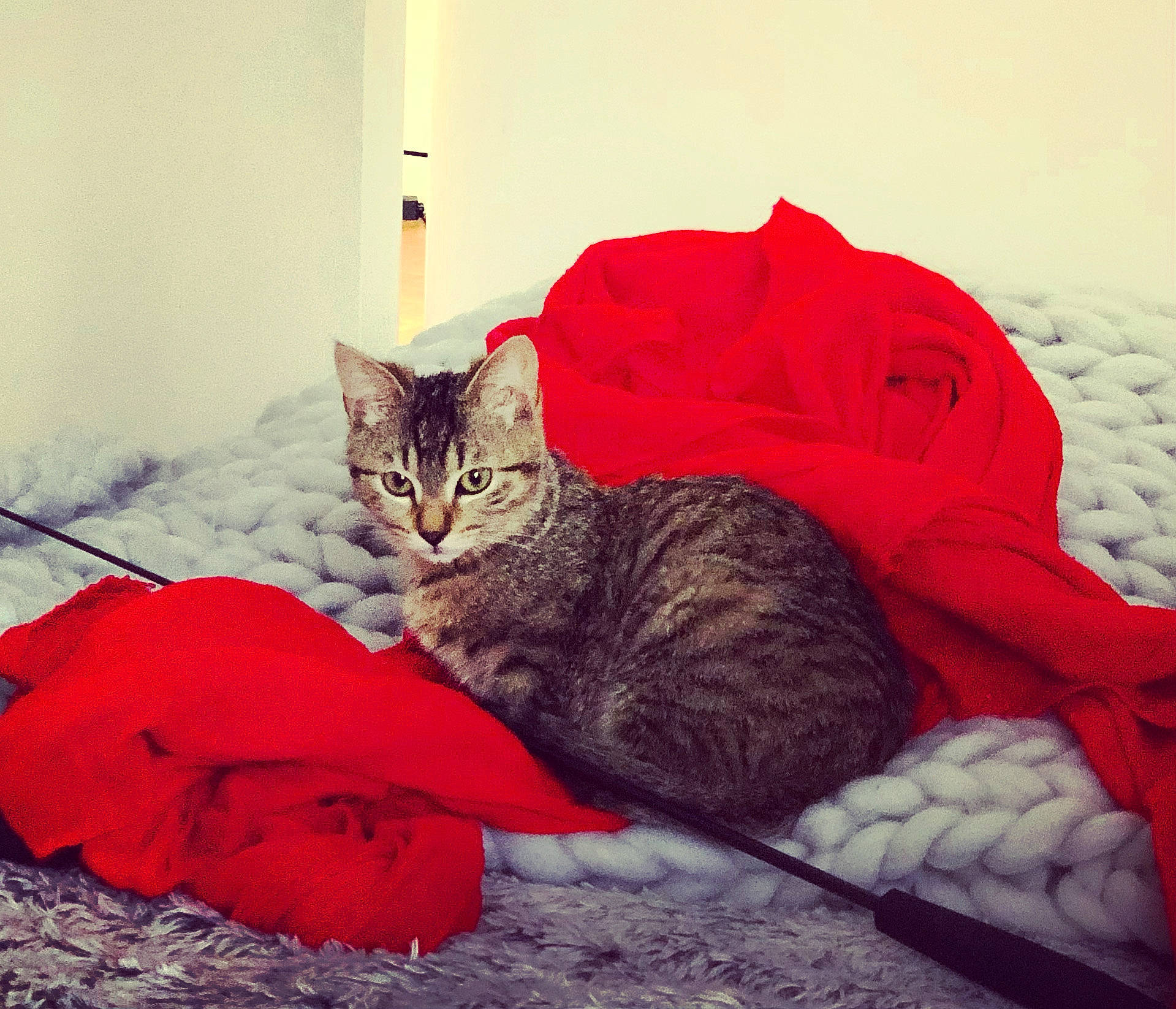 Asuna participe au concours pour gagner de l'argent avec cette photo : carmine, carnivore, cat, claw, cloud, comfort, domestic_short_haired_cat, felidae, flooring, fur, grey, linens, paw, sitting, small_to_medium_sized_cats, snout, square, tail, tree, whiskers