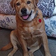 Benson is registered to the contest to win money with this photo: animal, brown, canine, carpet, collar, companion, couch, dog, domestic_animal, floral_pattern, friendly, fur, furniture, happy, indoor, paw, pet, sitting, tag, tongue_out