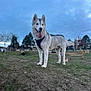 dog, husky, outdoor, park, grass, dirt, sky, cloudy, trees, pet, animal, canine, tongue_out, muzzle, ears, standing, nature, daytime, happy, leash