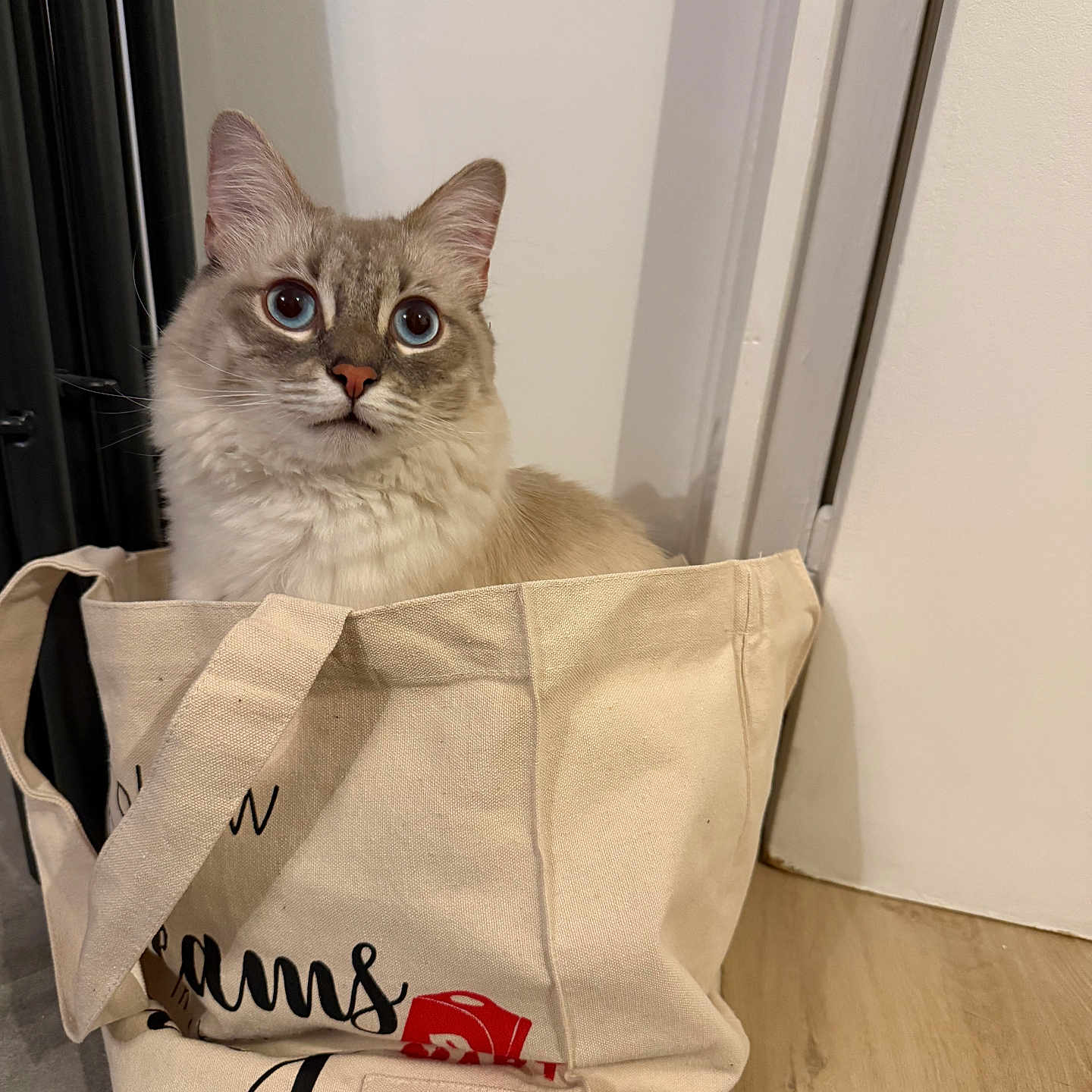 Léo participe au concours pour gagner de l'argent avec cette photo : animal, beige_bag, blue_eyes, cat, closeup, cozy, curious, cute, domestic_cat, feline, floor, fluffy, indoor, pet, portrait, sitting, soft_lighting, tote_bag, white_wall, wooden_floor