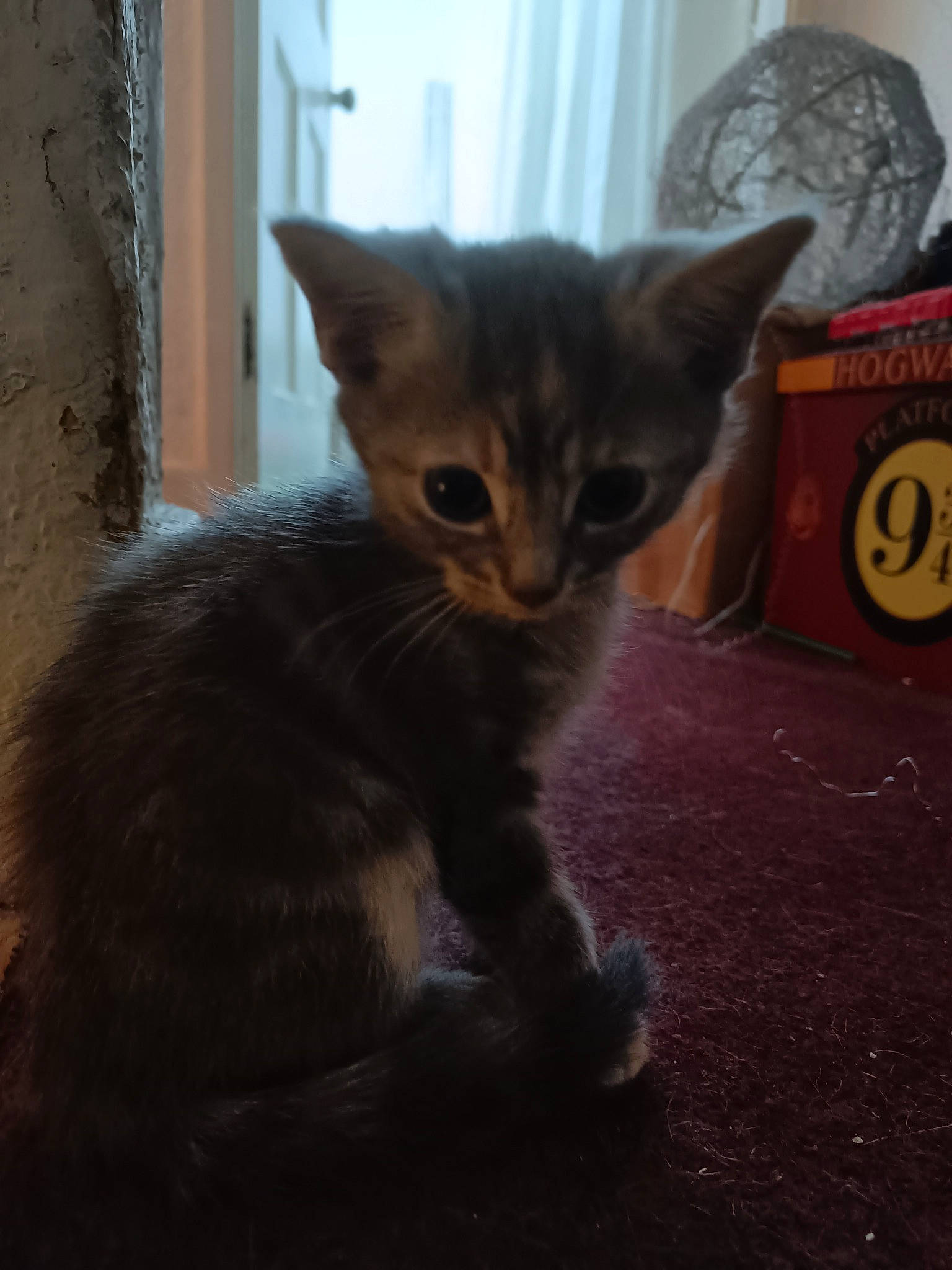 Doobie joined the competition — help win amazing prizes! carnivore, cat, cat_furniture, cat_supply, claw, domestic_short_haired_cat, fawn, felidae, fur, logo, paw, pet_supply, small_to_medium_sized_cats, snout, tail, terrestrial_animal, whiskers, window