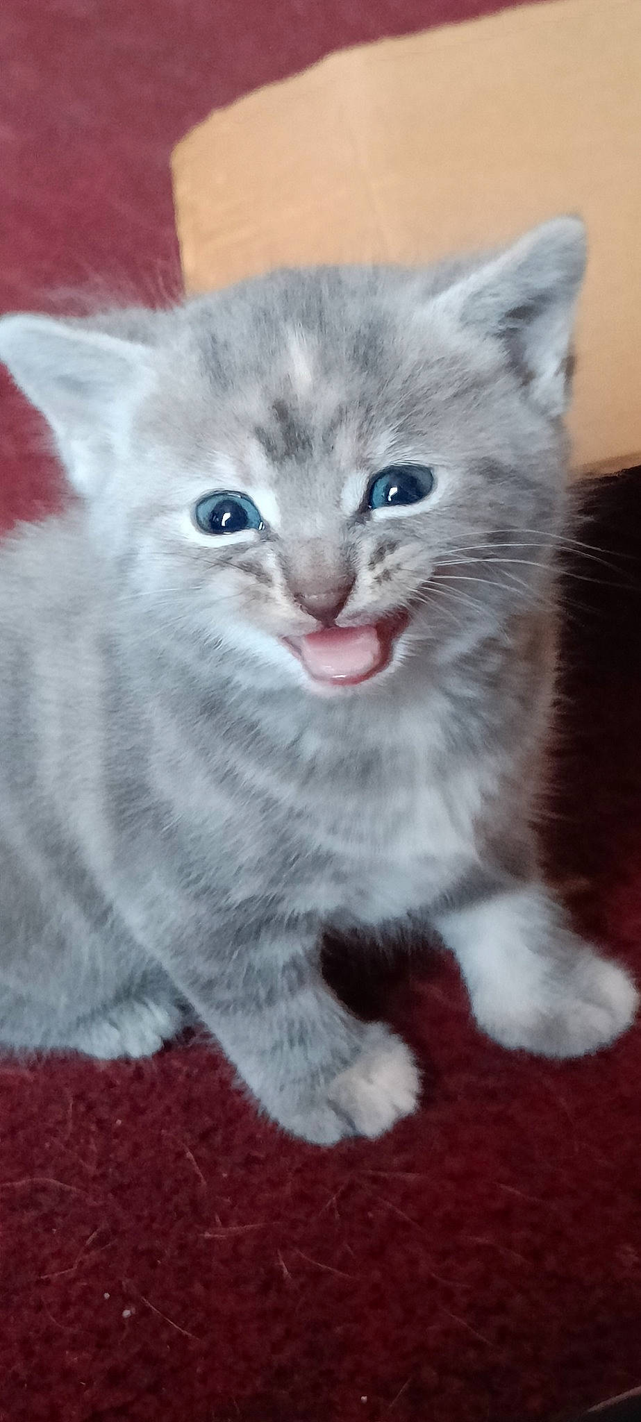 Doobie is registered to the contest to win money with this photo: carnivore, cat, cat_supply, domestic_short_haired_cat, electric_blue, felidae, fur, grey, paw, small_to_medium_sized_cats, snout, tail, whiskers, window