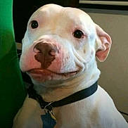 Robert joined the competition — help win amazing prizes! dog, white_dog, pitbull, pet, collar, id_tag, pink_nose, brown_nose_spot, smiling_expression, close_up, portrait, indoor, ears, eyes, short_hair, companion, domestic_animal, adorable, funny_face, light_background