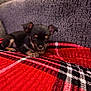 Ichabod joined the competition — help win amazing prizes! puppy, dog, small_dog, black_dog, brown_dog, blanket, red_blanket, plaid, couch, furniture, indoor, pet, cute, young_animal, resting, cozy, texture, fabric, animal, domestic_animal