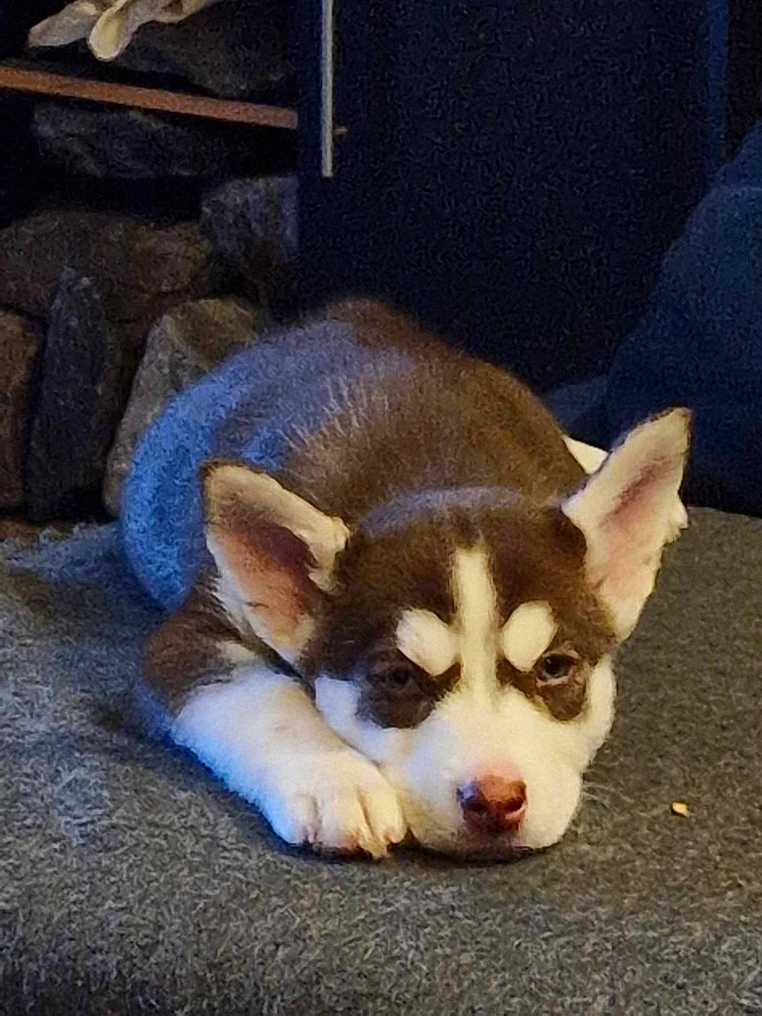 Ruby a rejoint le concours — aidez-le/la à gagner de superbes lots ! canidae, carnivore, comfort, companion_dog, dog, dog_breed, fawn, fur, non_sporting_group, paw, snout, sporting_group, tail, terrestrial_animal, whiskers, working_animal