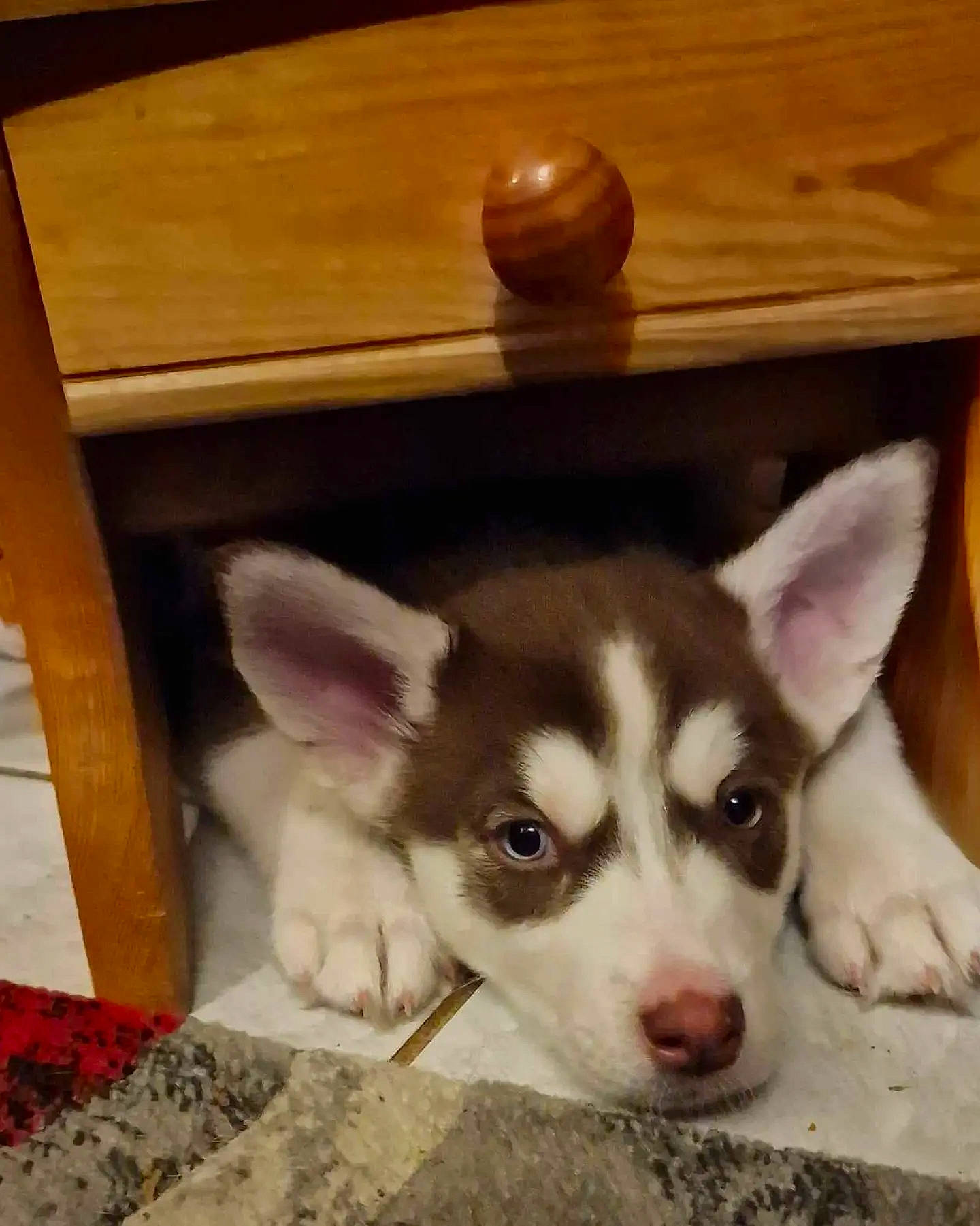 Ruby participe au concours pour gagner de l'argent avec cette photo : canidae, canis, carnivore, companion_dog, dog, dog_breed, fawn, flooring, fur, hardwood, siberian_husky, sled_dog, snout, sporting_group, terrestrial_animal, whiskers, wood, wood_stain, working_animal, working_dog