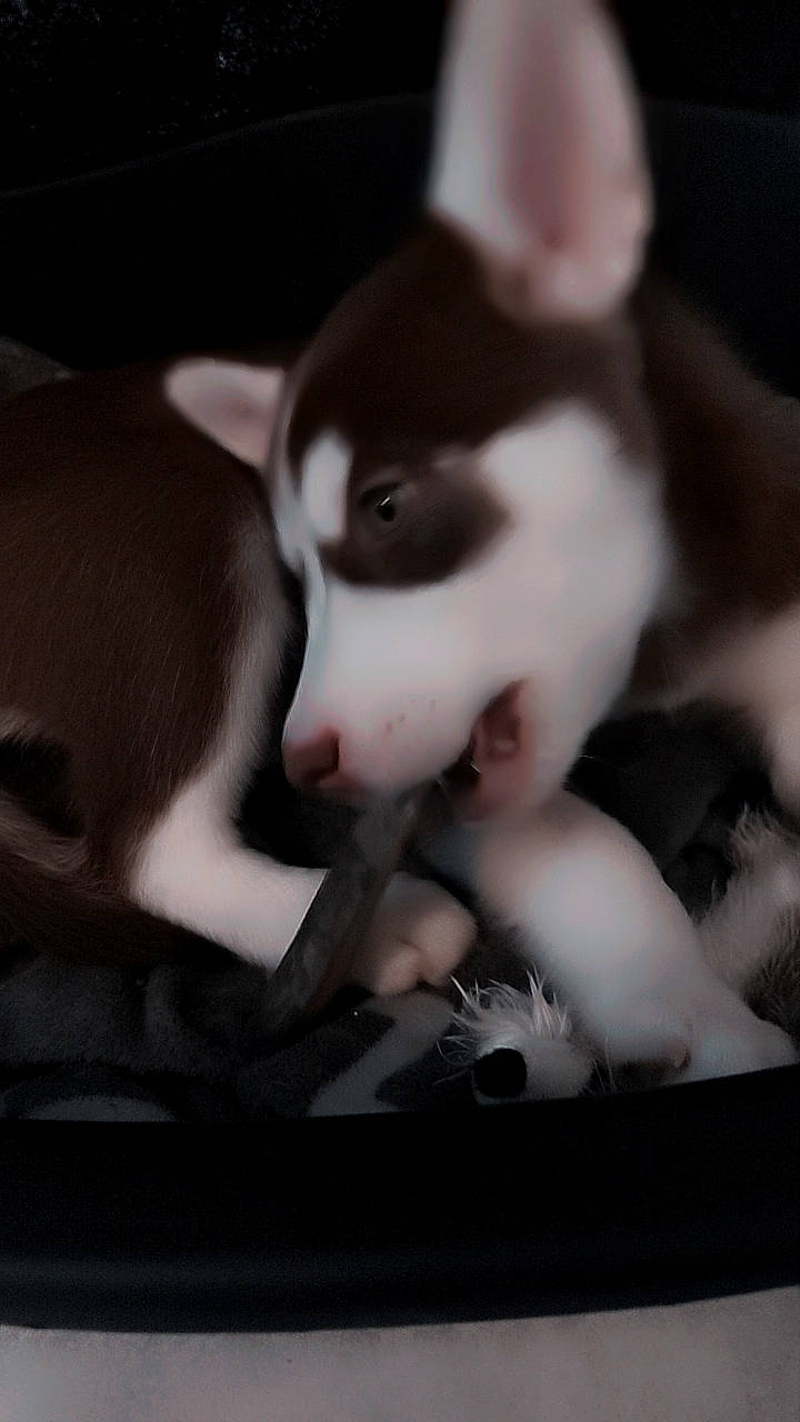 Ruby a rejoint le concours — aidez-le/la à gagner de superbes lots ! canidae, carmine, carnivore, comfort, companion_dog, darkness, dog, dog_breed, ear, eye, fawn, felidae, fur, jaw, monochrome, monochrome_photography, snout, style, whiskers, working_animal