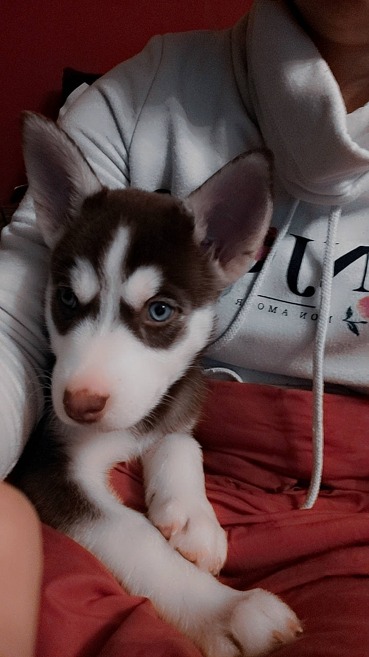 Ruby a rejoint le concours — aidez-le/la à gagner de superbes lots ! canidae, carnivore, comfort, companion_dog, dog, dog_breed, ear, eye, flooring, fur, linens, non_sporting_group, siberian_husky, sled_dog, sporting_group, whiskers, working_animal, working_dog