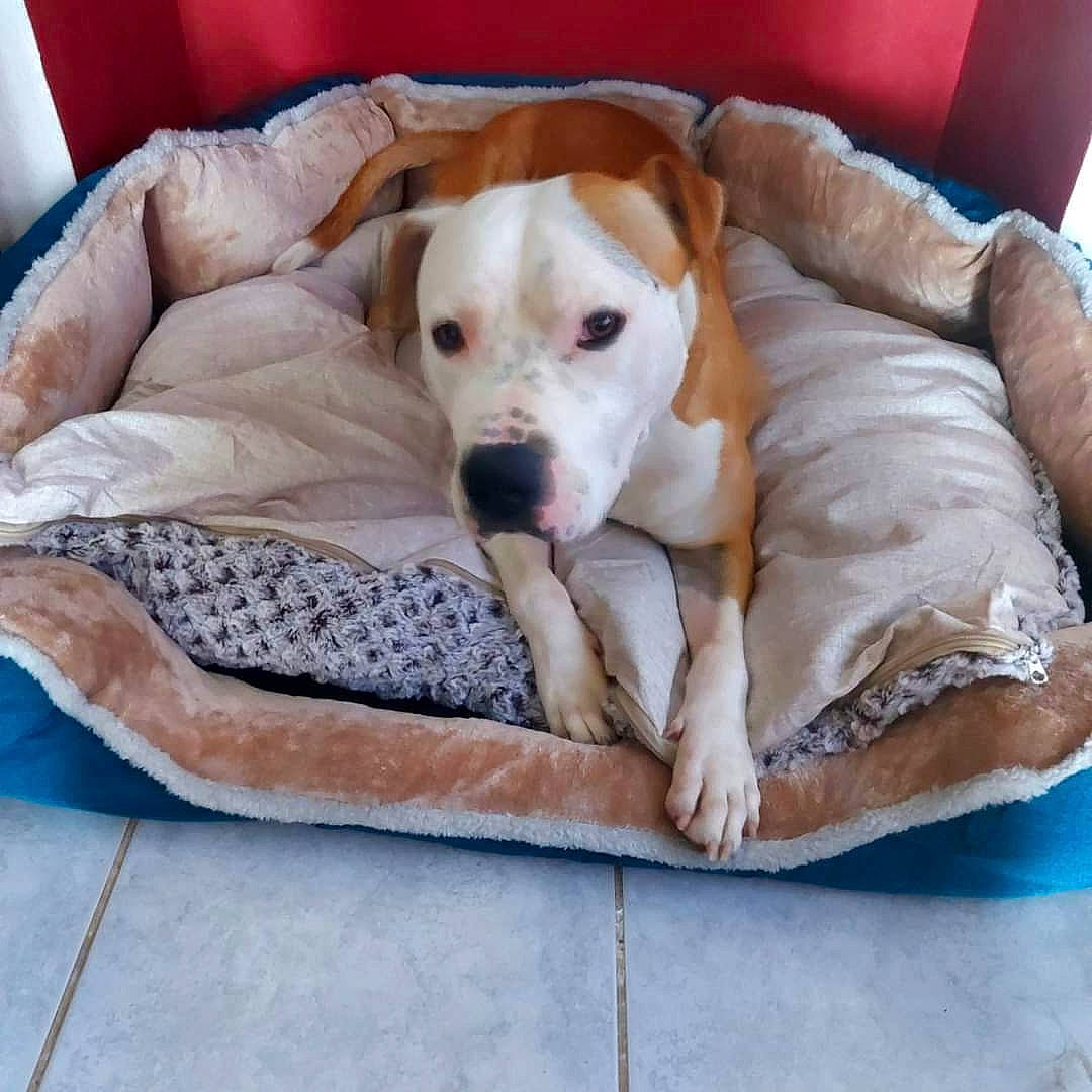 Kéos participe au concours pour gagner de l'argent avec cette photo : bored, canidae, carnivore, comfort, companion_dog, dog, dog_bed, dog_breed, dog_supply, fawn, flooring, hardwood, linens, nap, non_sporting_group, paw, pet_supply, puppy, sporting_group, working_animal