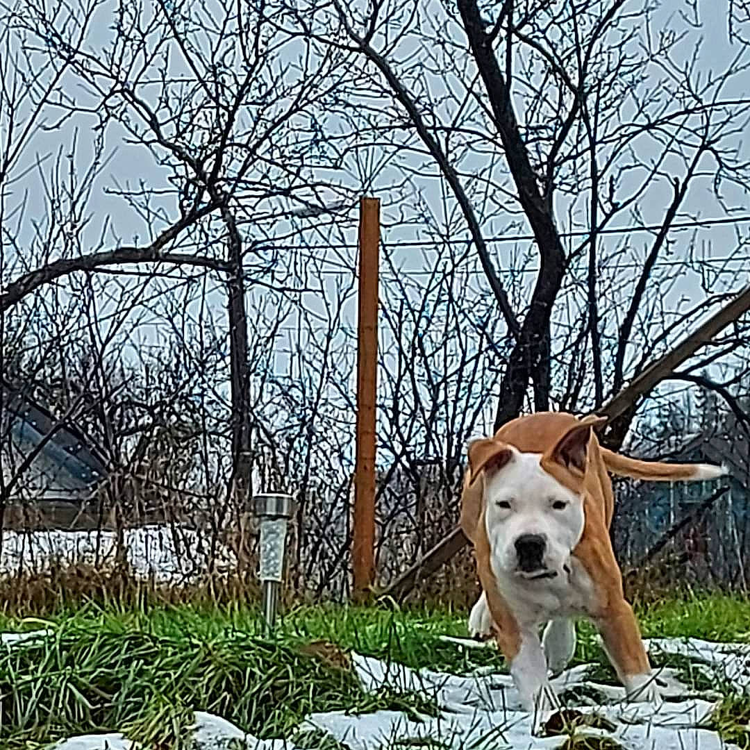 Kéos a rejoint le concours — aidez-le/la à gagner de superbes lots ! canidae, carnivore, companion_dog, dog, dog_breed, fawn, grass, landscape, natural_landscape, people_in_nature, plant, sky, sporting_group, tail, tree, twig, wildlife, winter, wood, working_animal