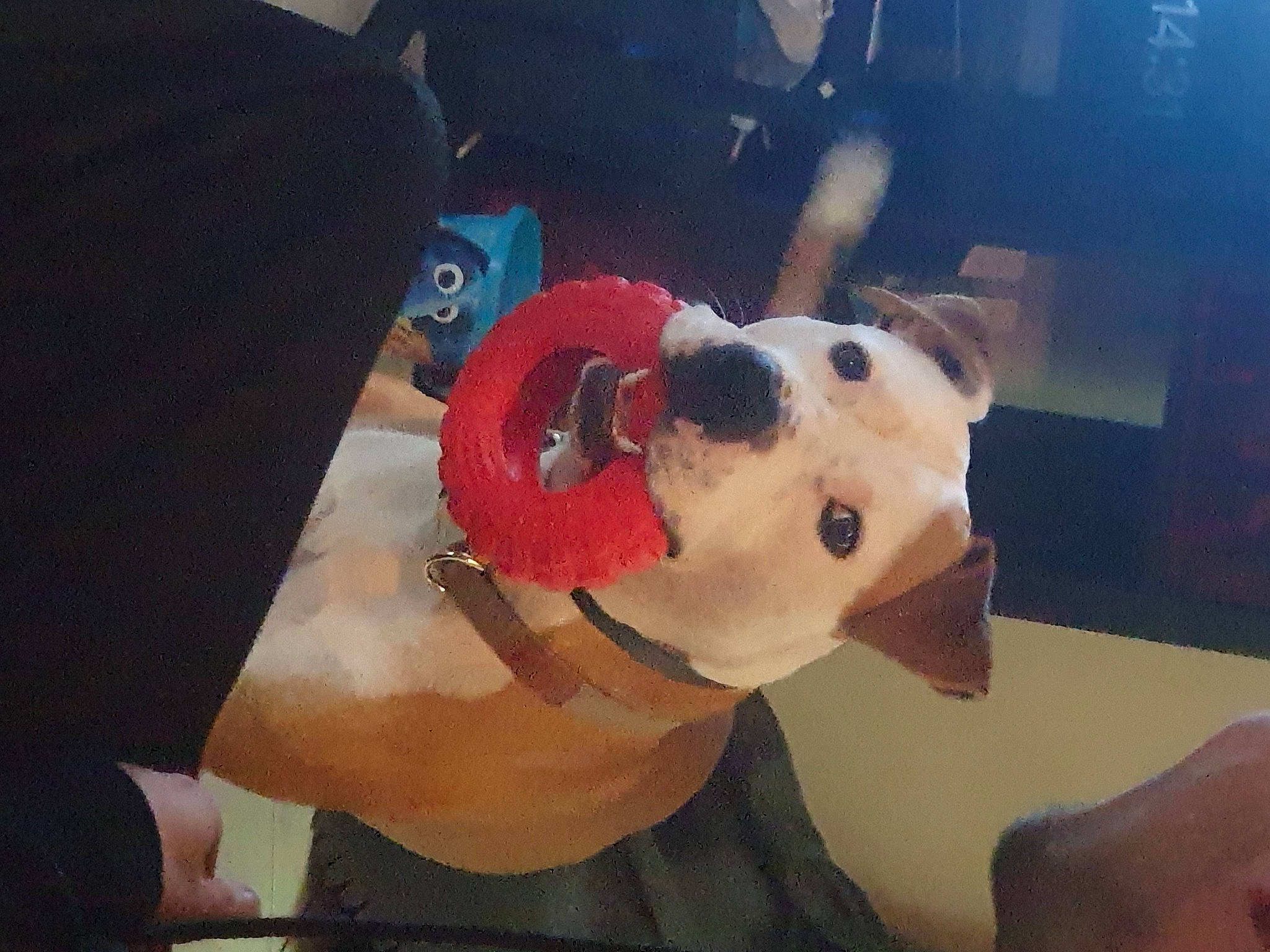 Kéos a rejoint le concours — aidez-le/la à gagner de superbes lots ! animation, art, canidae, carnivore, companion_dog, costume, dalmatian, dog, dog_breed, dog_clothes, fawn, fur, happy, jaw, personal_protective_equipment, selfie, snout, sporting_group, visual_arts, working_animal