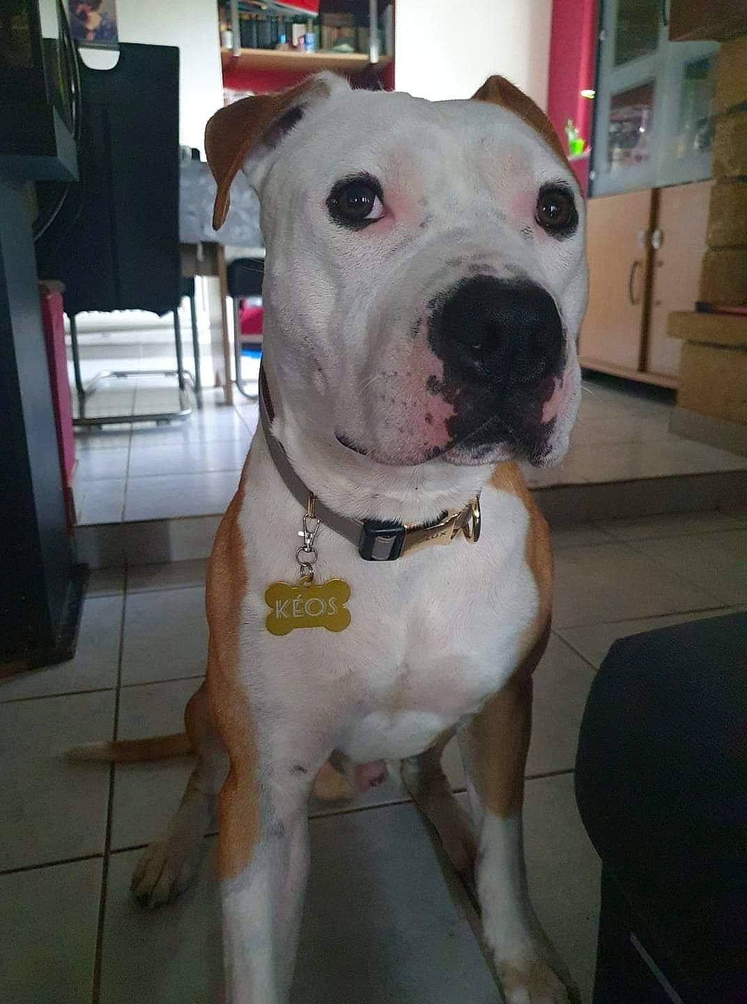 Kéos a rejoint le concours — aidez-le/la à gagner de superbes lots ! canidae, carnivore, collar, companion_dog, cordoba_fighting_dog, dog, dog_breed, dog_collar, fawn, fur, guard_dog, molosser, non_sporting_group, pet_supply, snout, sporting_group, whiskers, working_animal, working_dog