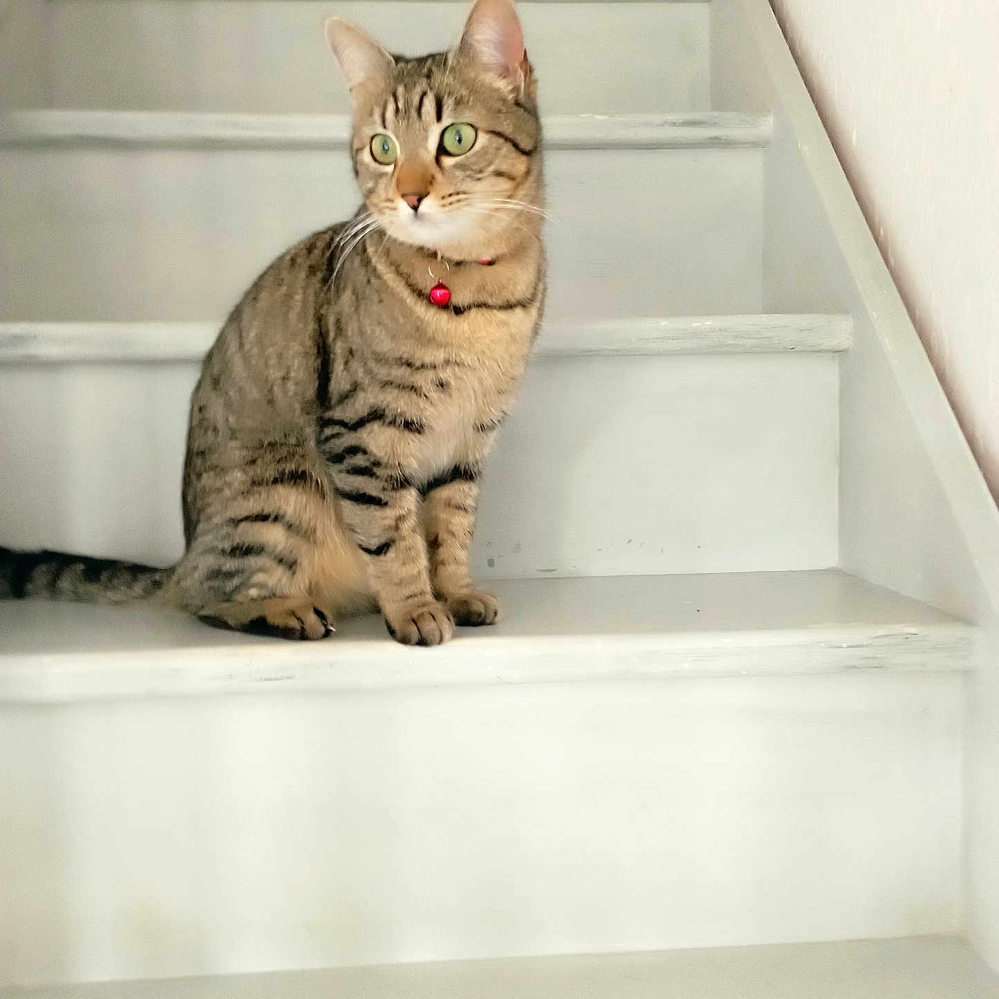 Marie participe au concours pour gagner de l'argent avec cette photo : alert, animal, cat, collar, curious, cute, domestic, feline, fur, green_eyes, home, indoor, pet, quiet, red_bell, sitting, stairs, tabby, whiskers, young