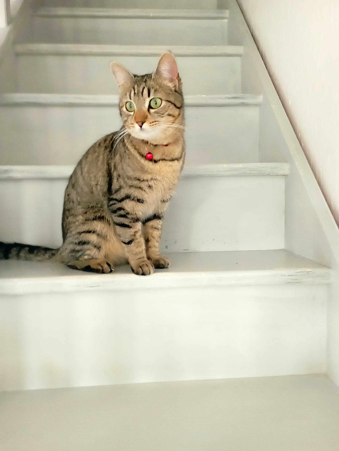 Marie participe au concours pour gagner de l'argent avec cette photo : cat, tabby, stairs, indoor, pet, animal, feline, collar, red_bell, curious, sitting, whiskers, green_eyes, fur, alert, home, quiet, domestic, cute, young