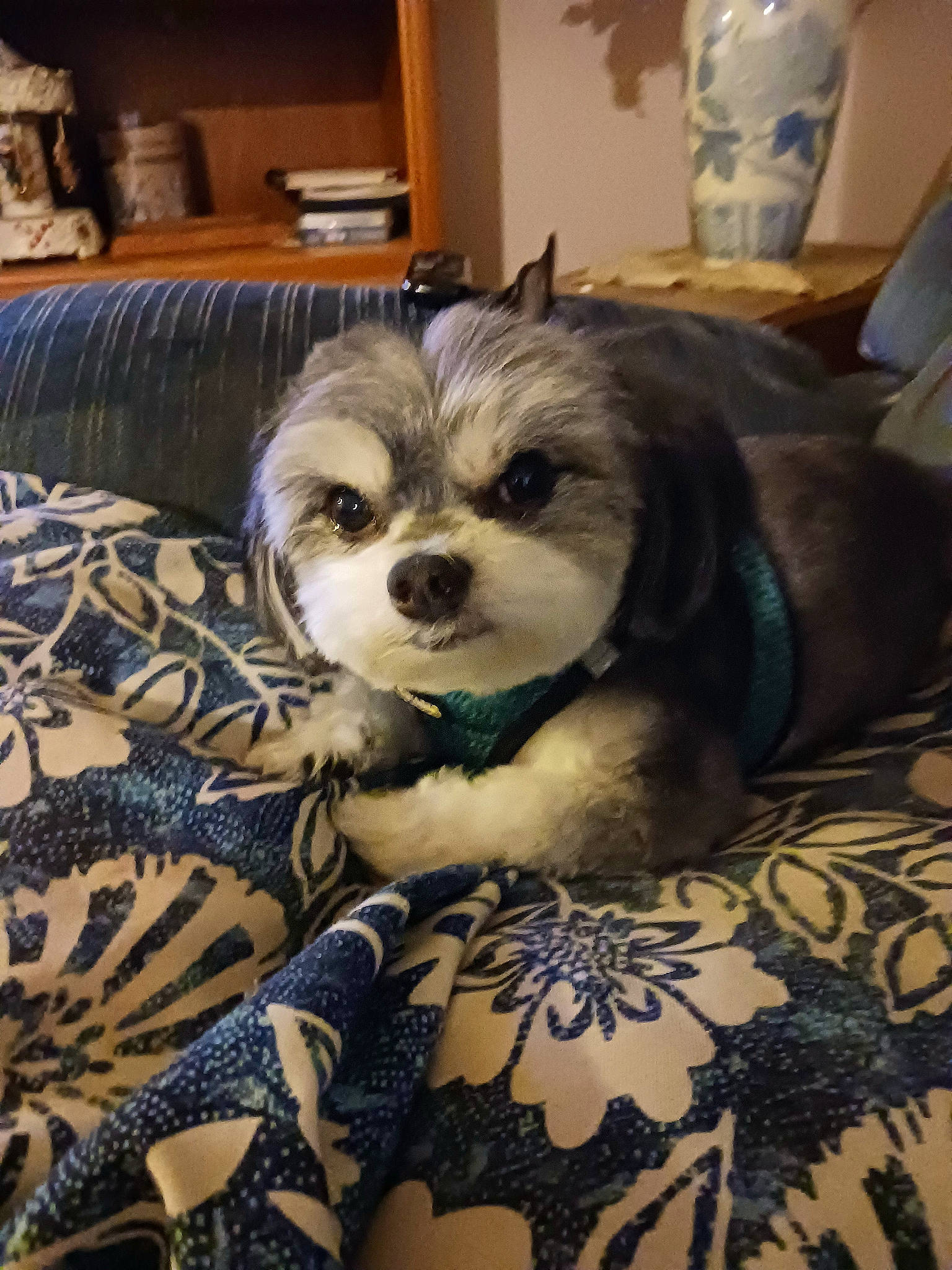 Goliath is registered to the contest to win money with this photo: carnivore, chair, comfort, companion_dog, couch, dog, dog_breed, dog_supply, fawn, fur, furniture, house, linens, pattern, pekingese, snout, sporting_group, toy_dog, whiskers, working_animal