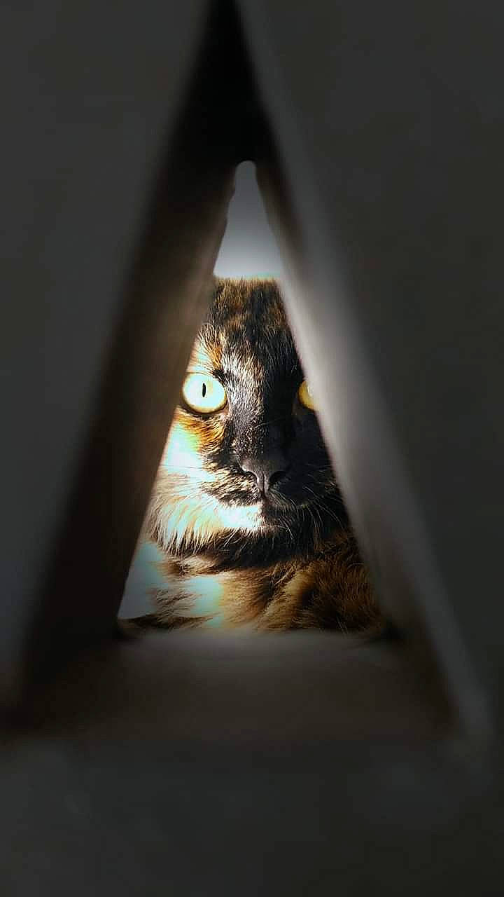 Maïtika a rejoint le concours — aidez-le/la à gagner de superbes lots ! bird, bird_of_prey, cat, darkness, eye, felidae, fur, light, owl, photography, room, shadow, small_to_medium_sized_cats, snout, triangle, whiskers