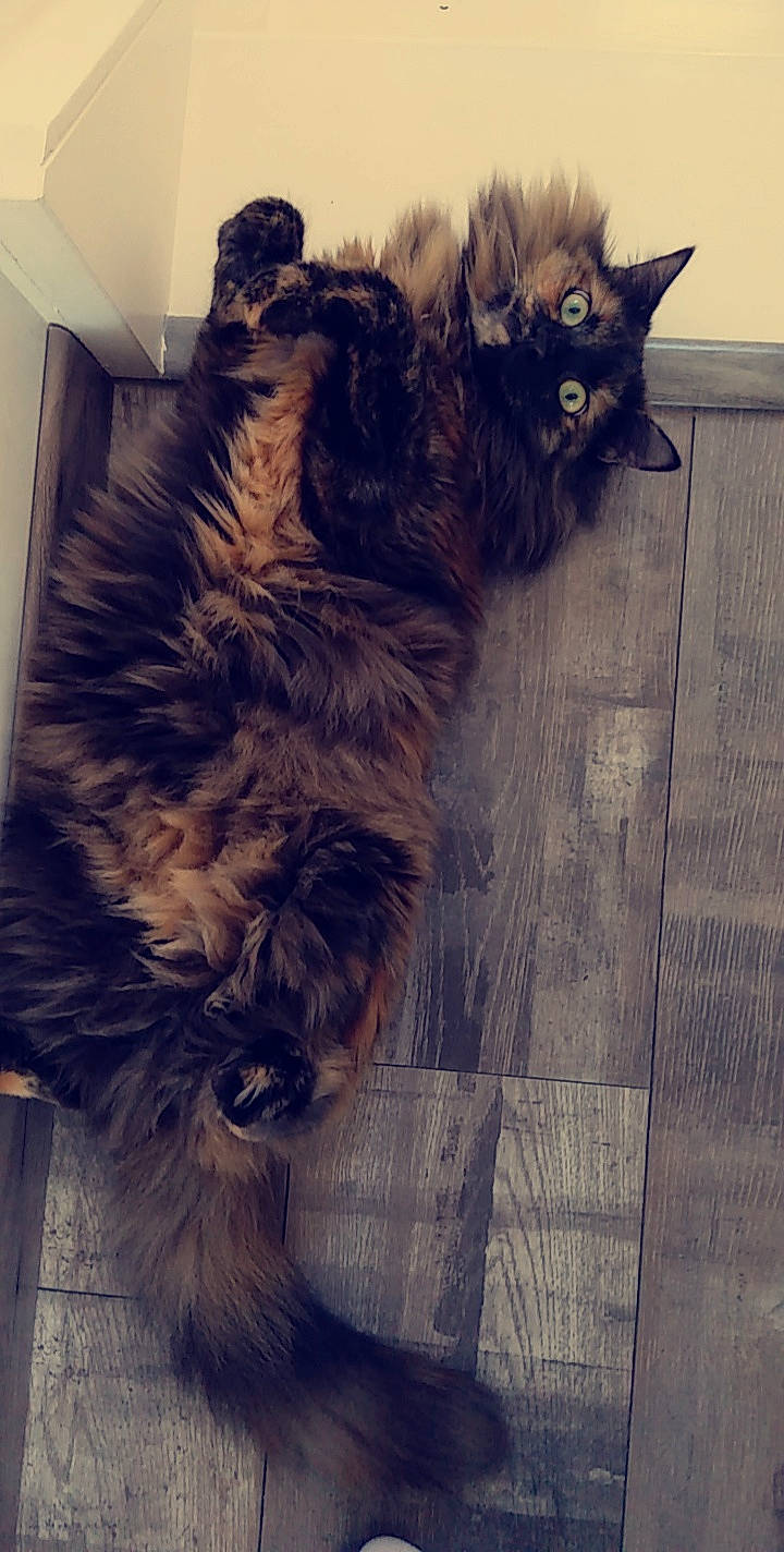 Maïtika participe au concours pour gagner de l'argent avec cette photo : carnivore, cat, domestic_long_haired_cat, felidae, fur, kitten, kurilian_bobtail, maine_coon, norwegian_forest_cat, small_to_medium_sized_cats, tabby_cat, tail, whiskers