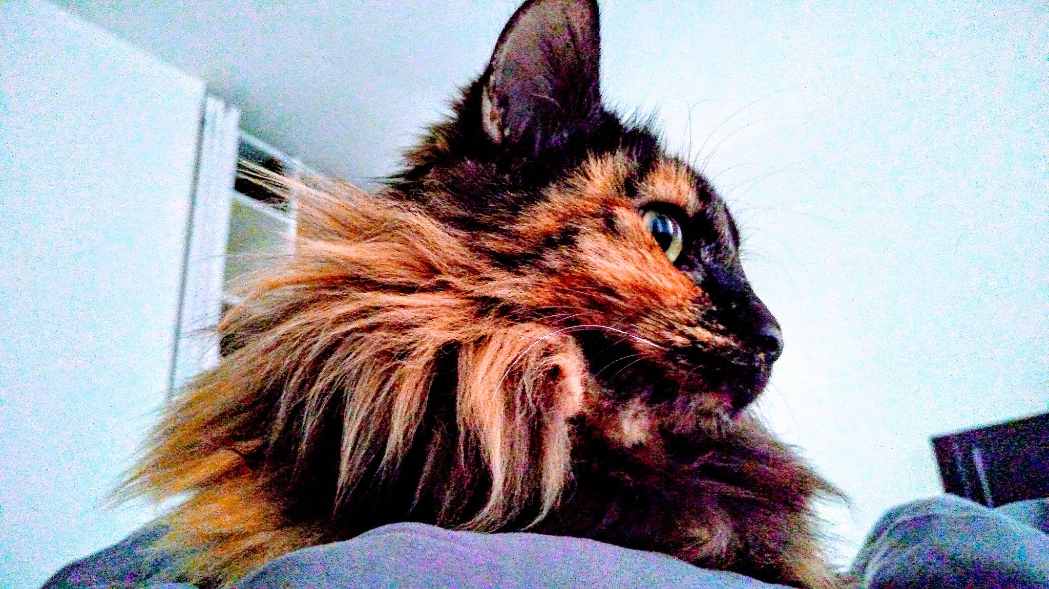 Maïtika a rejoint le concours — aidez-le/la à gagner de superbes lots ! canidae, carnivore, cat, felidae, maine_coon, mammal, small_to_medium_sized_cats, vertebrate, whiskers