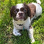 Potato is registered to the contest to win money with this photo: puppy, dog, grass, outdoor, pet, brown, white, collar, cute, animal, young, fur, nature, playful, looking_up, small, adorable, sunlight, closeup, lying_down
