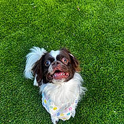 Potato is registered to the contest to win money with this photo: dog, grass, bandana, playful, cute, pet, outdoor, fluffy, white, brown, bowling_pin, green, animal, small_dog, looking_up, happy, tongue_out, ears, fur, paw_prints