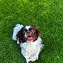 dog, grass, bandana, playful, cute, pet, outdoor, fluffy, white, brown, bowling_pin, green, animal, small_dog, looking_up, happy, tongue_out, ears, fur, paw_prints
