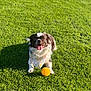dog, grass, toy, yellow_ball, bandana, pet, outdoor, sunlight, playful, tongue_out, happy, small_dog, fur, animal, summer, greenery, cute, leisure, mammal, portrait