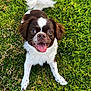 Potato is registered to the contest to win money with this photo: dog, puppy, grass, outdoor, pet, happy, tongue_out, brown_and_white, fluffy_tail, playful, animal, cute, smiling, fur, canine, friendly, young_dog, nature, sunlight, close_up