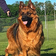 Avah is registered to the contest to win money with this photo: animal, backyard, canine, dog, fence, germanshepherd, goldenretriever, grass, lawn, nature, outdoors, person, pet, plant, policedog, walkingdog, yard