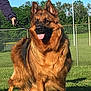 animal, backyard, canine, dog, fence, germanshepherd, goldenretriever, grass, lawn, nature, outdoors, person, pet, plant, policedog, walkingdog, yard
