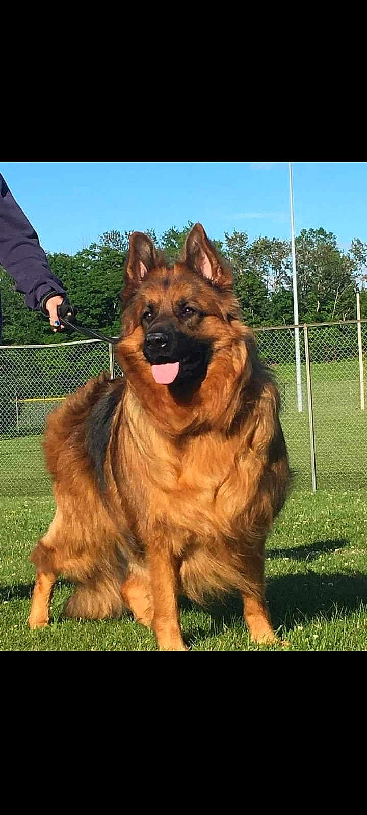 Avah is registered to the contest to win money with this photo: animal, backyard, canine, dog, fence, germanshepherd, goldenretriever, grass, lawn, nature, outdoors, person, pet, plant, policedog, walkingdog, yard