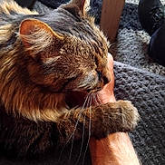 Chadows participe au concours pour gagner de l'argent avec cette photo : animal, arm, cat, close_up, companion, cozy, ear, fur, furry, human_hand, indoor, knitted_blanket, paw, pet, relaxation, resting, tabby, texture, touch, whiskers