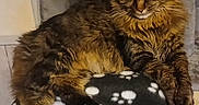 Chadows participe au concours pour gagner de l'argent avec cette photo : animal, blanket, cat, cat_tree, claws, closeup, cozy, ears, feline, fluffy, fur, household, indoor, looking, paw_prints, pet, relaxed, resting, tabby, whiskers