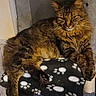 Chadows participe au concours pour gagner de l'argent avec cette photo : cat, tabby, fluffy, pet, animal, feline, resting, indoor, blanket, paw_prints, cat_tree, fur, whiskers, ears, claws, relaxed, looking, closeup, cozy, household