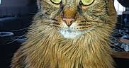 Chadows participe au concours pour gagner de l'argent avec cette photo : cat, tabby, feline, pet, indoor, animal, fur, whiskers, eyes, portrait, sitting, tablecloth, pattern, domestic, cute, mammal, closeup, ears, long_hair, face