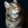 Hope joined the competition — help win amazing prizes! alert, animal, cat, close_up, curious, dark_background, feline, fluffy, gray_fur, green_eyes, indoors, pet, photography, portrait, sitting, striped_fur, tabby, toy, upright, whiskers