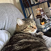 Hope is registered to the contest to win money with this photo: animal, basket, bed, blanket, cat, close_up, feline, green_eyes, home, indoors, lounging, pet, portrait, relaxed, resting, shelf, striped_fur, tabby_cat, teddy_bear, whiskers