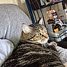 cat, tabby_cat, pet, animal, feline, green_eyes, whiskers, striped_fur, indoors, bed, lounging, resting, close_up, portrait, teddy_bear, basket, shelf, blanket, home, relaxed