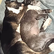 Monster is registered to the contest to win money with this photo: dog, sleeping, snuggling, pets, blanket, fur, paw, cozy, resting, animal, companion, indoors, cute, relaxed, friendship, two_dogs, cuddle, laying_down, warm, domestic