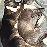 dog, sleeping, snuggling, pets, blanket, fur, paw, cozy, resting, animal, companion, indoors, cute, relaxed, friendship, two_dogs, cuddle, laying_down, warm, domestic