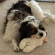 Lucky Boy is registered to the contest to win money with this photo: animal, black_and_white, carpet, companion, cozy, cuddling, cute, dog, domestic_animal, fluffy, fur, household, indoor, napping, pet, relaxation, resting, sleeping, stuffed_toy, toy