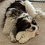 animal, black_and_white, carpet, companion, cozy, cuddling, cute, dog, domestic_animal, fluffy, fur, household, indoor, napping, pet, relaxation, resting, sleeping, stuffed_toy, toy