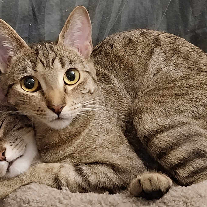 Meowagi And Mamacita joined the competition — help win amazing prizes! abyssinian, animal, cat, egyptiancat, kitten, manx, pet