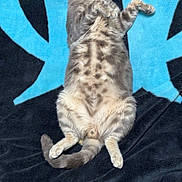 Grizou participe au concours pour gagner de l'argent avec cette photo : cat, tabby_cat, pet, animal, belly_up, lying_down, sleeping, relaxed, playful, paws, whiskers, striped_fur, spotted_belly, tail, indoor, blanket, blue_background, black_background, portrait, funny_pose