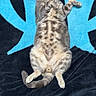 cat, tabby_cat, pet, animal, belly_up, lying_down, sleeping, relaxed, playful, paws, whiskers, striped_fur, spotted_belly, tail, indoor, blanket, blue_background, black_background, portrait, funny_pose