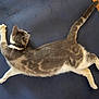 cat, feline, pet, animal, stretching, fur, collar, indoor, blue_background, relaxed, whiskers, tail, paws, sleepy, cute, domestic_animal, tabby, gray, white, floor