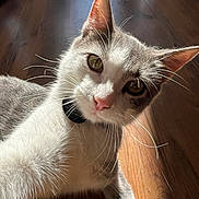Nooney is registered to the contest to win money with this photo: cat, whiskers, pink_nose, curious, sunlight, wooden_floor, pet, feline, closeup, indoor, animal, cute, domestic_cat, fur, ears, eyes, collar, relaxed, portrait, daylight