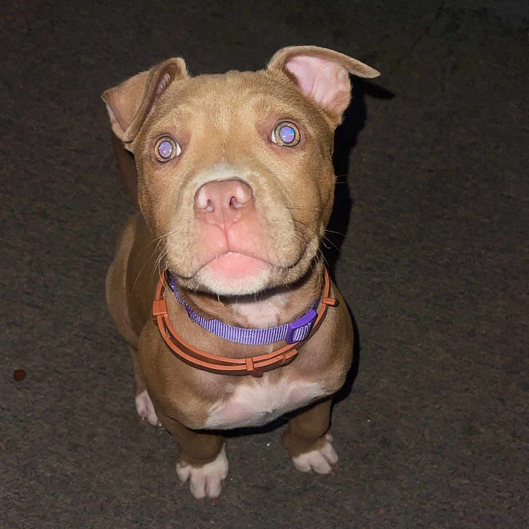 Nala
