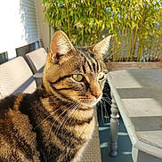 Vignard participe au concours pour gagner de l'argent avec cette photo : cat, tabby_cat, animal, pet, outdoor, sunlight, chair, table, greenery, leafy_plants, whiskers, feline, fur, closeup, calm, daylight, domestic_cat, portrait, sitting, nature