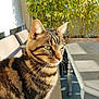cat, tabby_cat, animal, pet, outdoor, sunlight, chair, table, greenery, leafy_plants, whiskers, feline, fur, closeup, calm, daylight, domestic_cat, portrait, sitting, nature
